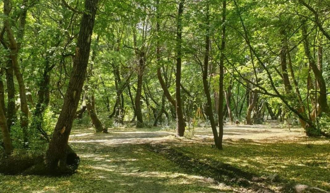 Tam 27 ilde resmen yasaklandı! Ormanlara giremeyeceksiniz - Resim: 17